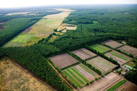 FOREST MANAGEMENT