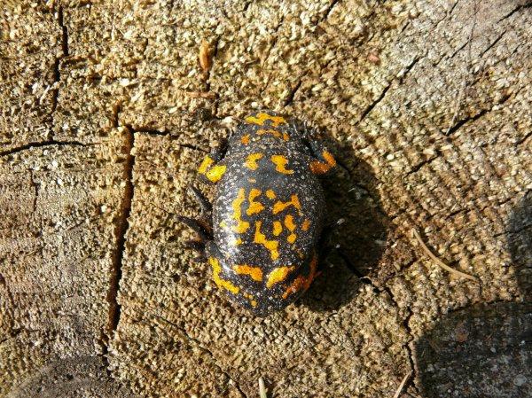 Kumak nizinny, fot. Mirosław Sakuta